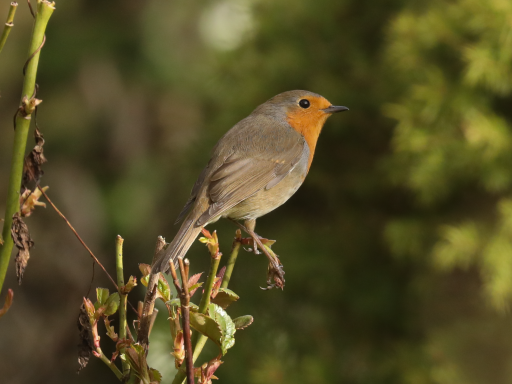 Oiseau rondelet et ailes courtes